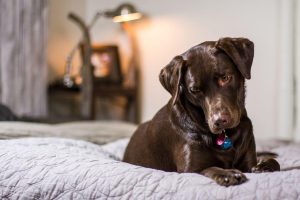 Labrador chocolate deitado sobre uma cama com colcha clara em um quarto iluminado.