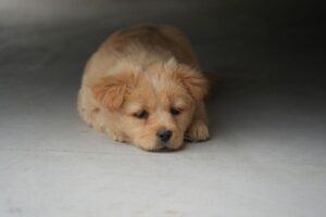 Filhote de cachorro de pelagem clara deitado com a cabeça apoiada no chão dentro de casa.