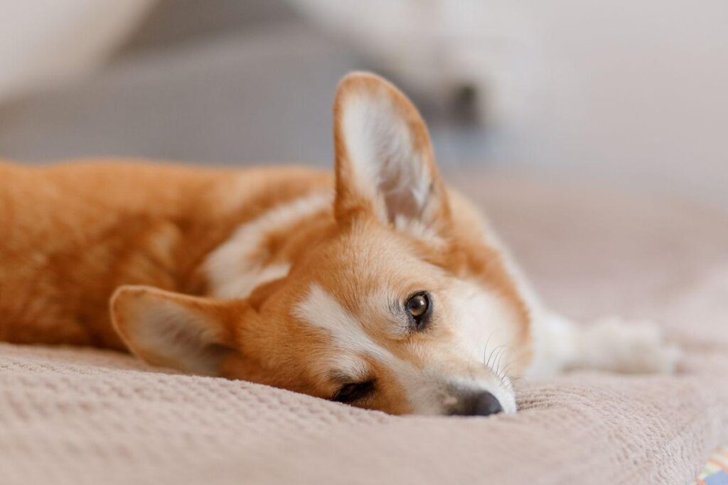 Cachorro de pelagem caramelo e branca deitado com a cabeça apoiada em uma cama macia.