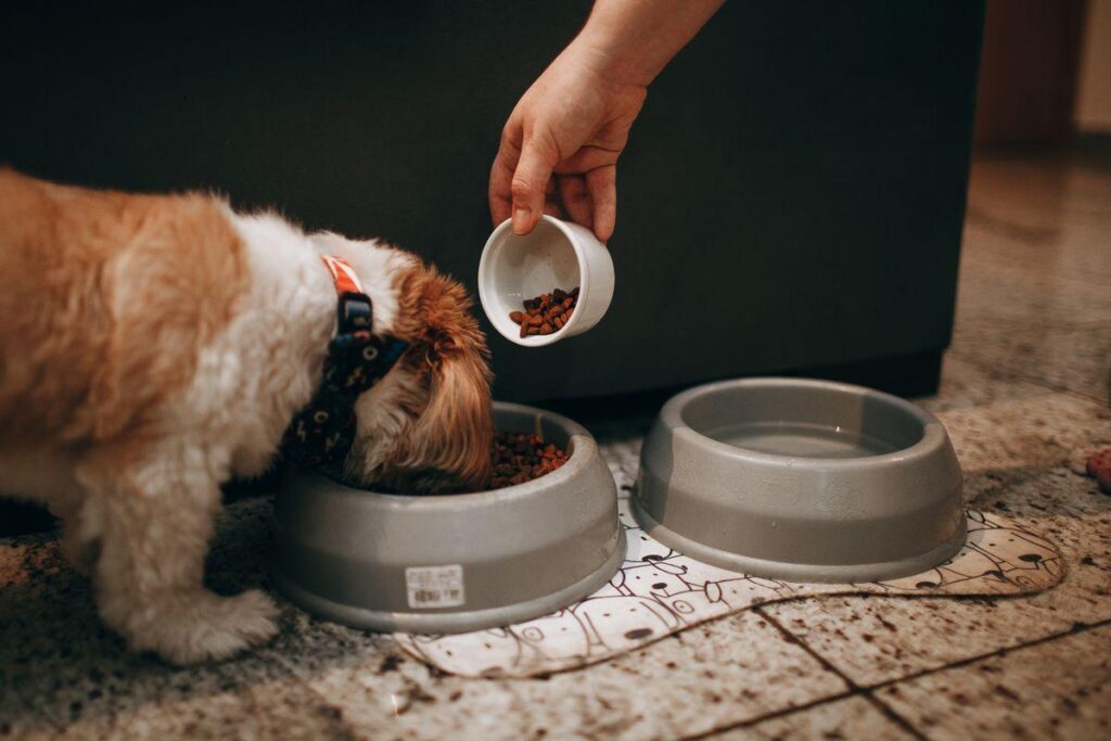 Pessoa colocando ração no comedouro enquanto um cachorro pequeno se alimenta ao lado de um pote de água.
