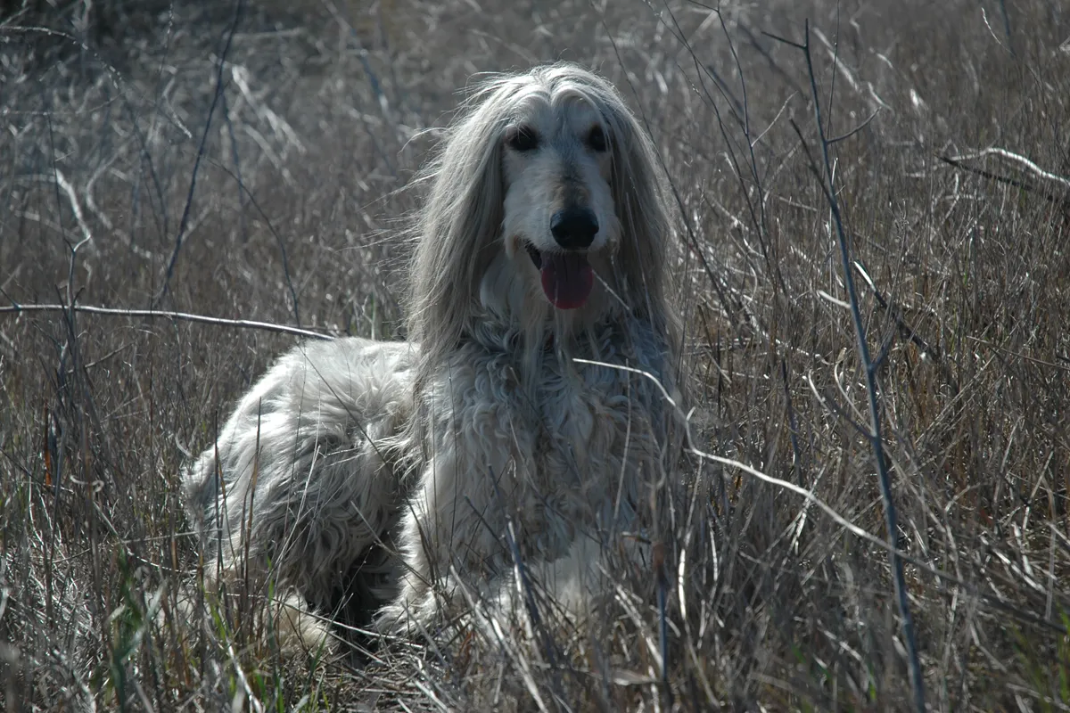 Afghan Hound de pelagem longa e clara em área externa com vegetação seca