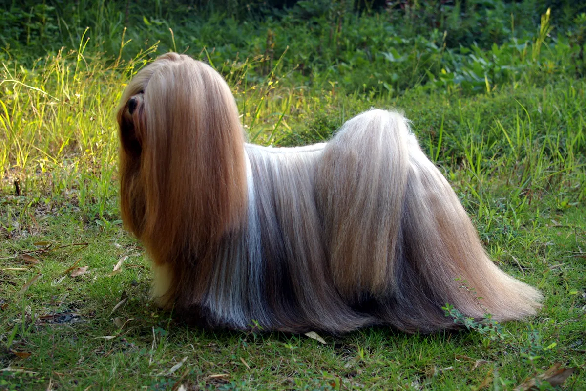 Lhasa Apso de perfil com pelagem longa em tons de bege, cinza e branco