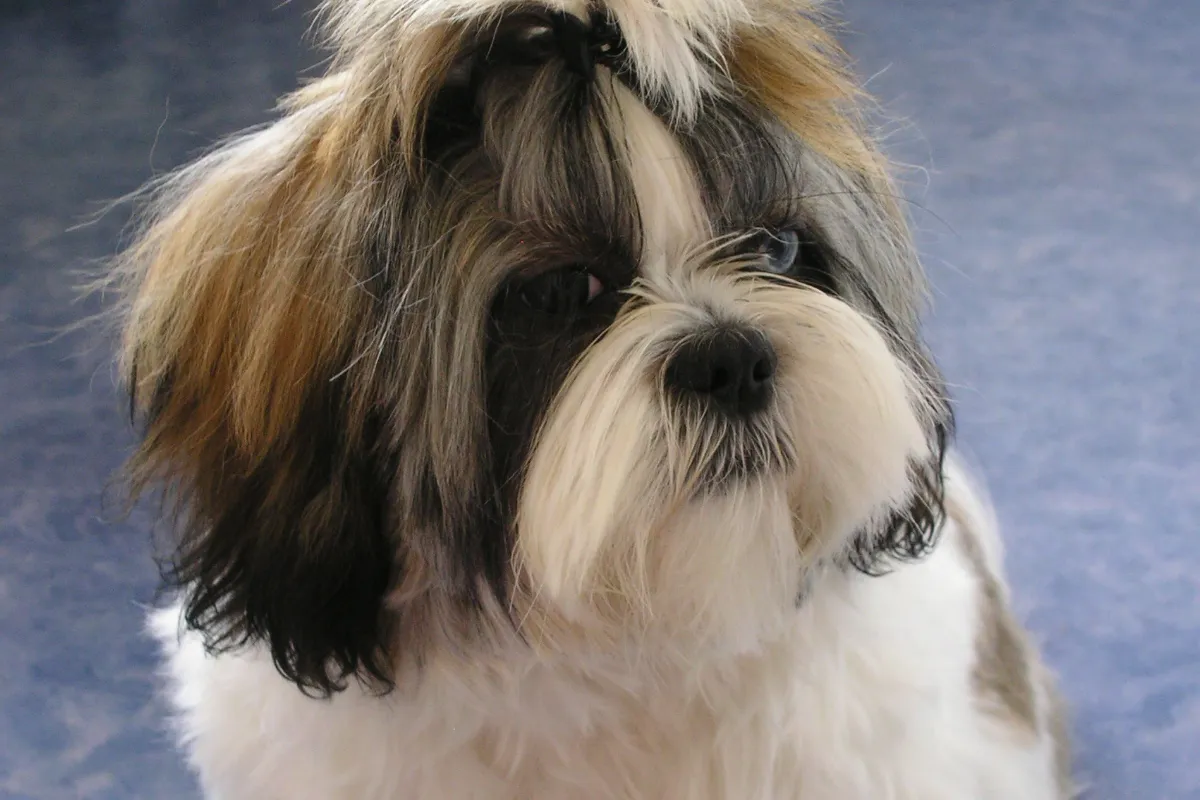 Shih Tzu de pelagem longa em close, com pelos brancos, marrons e escuros